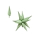Globo Estrella 3D verde - comprar online
