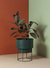 SET RHODA 3 - comprar online