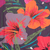 Lona Chilly Hibiscus en internet