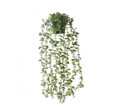 PLANTA COLGANTE (204081)
