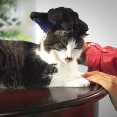 Guante saca pelos - Happy Pet. Venta mayorista de productos para mascotas