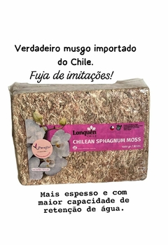 COMBO Ouro - 1 Kg de Musgo Esfagno Chileno + 1L AZACT CE Azadiractina Índica A/B 2400 ppm - Inseticida e Fungicida Natural - IMPERDÍVEL! - comprar online
