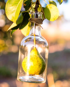 Brandy de Pera Aqua Vitae - comprar online