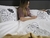 Imagen de Fundas Almohada Hojas Monstera - Outlet