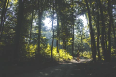 Gigantografía "Forest" - comprar online