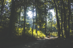 Panorámico "Forest" en internet