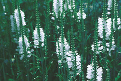 Panorámico "Gardenias" en internet