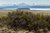 Jabón vegetal con extracto de Calafate en internet