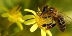 APITOXINA (TOXINA DE ABEJA) (8 SESIONES) - - DOCTORAS CLEMENTI