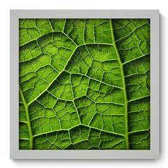 Quadro Decorativo com Moldura - Folha - 008qnd - comprar online