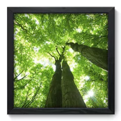 Quadro Decorativo com Moldura - Árvore - 050qnp
