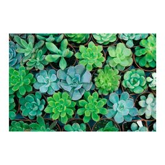 Painel Adesivo de Parede - Suculentas - 1077pn - comprar online