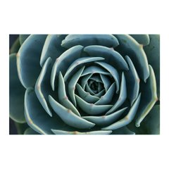 Painel Adesivo de Parede - Suculentas - 1100pn - comprar online