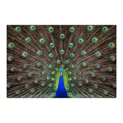 Painel Adesivo de Parede - Pavão - Animais - 1695pn - comprar online