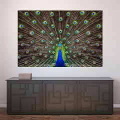 Painel Adesivo de Parede - Pavão - Animais - 1695pn