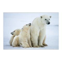 Painel Adesivo de Parede - Urso Polar - Animais - 1700pn - comprar online