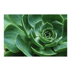 Painel Adesivo de Parede - Suculentas - Plantas - 1709pn - comprar online