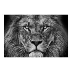 Painel Adesivo de Parede - Leão - Animais - 1717pn - comprar online