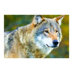 Painel Adesivo de Parede - Lobo - Animais - 1723pn - comprar online