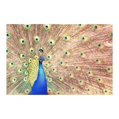 Painel Adesivo de Parede - Pavão - Animais - 1724pn - comprar online