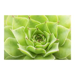 Painel Adesivo de Parede - Suculentas - Plantas - 1725pn - comprar online