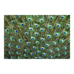 Painel Adesivo de Parede - Penas de Pavão - Animais - 1726pn - comprar online