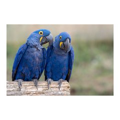 Painel Adesivo de Parede - Araras - Animais - 1733pn - comprar online