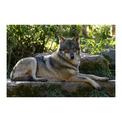 Painel Adesivo de Parede - Lobo - Animais - 1744pn - comprar online