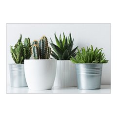 Painel Adesivo de Parede - Cactos - Plantas - 1795pn - comprar online