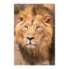 Painel Adesivo de Parede - Leão - Animais - 1829pn - comprar online