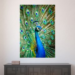 Painel Adesivo de Parede - Pavão - Animais - 1844pn