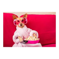Painel Adesivo de Parede - Cachorro - Pet Shop - 774pn - comprar online