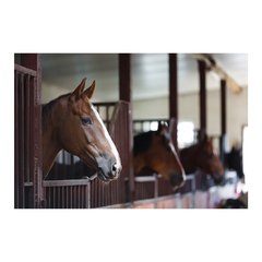 Painel Adesivo de Parede - Cavalos - 806pn - comprar online