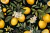 MURAL BOTANICO 037