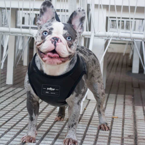 Arnes GTG Black Label