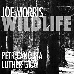 Joe Morris - Wild life - CD
