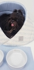 Cave Pata Chic - Linn Azul - Pequeno Chic Boutique Pet