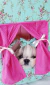Laço Pata Chic - Tiffany Blend - Pequeno Chic Boutique Pet