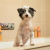 Pet Head Shampoo Ditch the Dirt 475ml - Orange with Aloe Vera - Pequeno Chic Boutique Pet