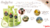 Pet Head Condicionador Mucky Puppy 250ml - Filhotes Pear with Chamomile - comprar online