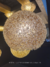 Lustre pendente de cristal Ninho Dente de Leão com cúpula de 40 cm de diâmetro. Lustres Gênesis. Lustre para sala de jantar pé direito Duplo