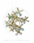 Lustre Pendente de Cristal Moderno Gênesis Dourado Para Quartos, Sala de Jantar, Sala de Estar e Apartamentos - Hevvy o SL-5861/H1 GD - Lustres Gênesis • O seu Novo Brilho!