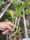 Cattleya aurantiaca miami - loja online