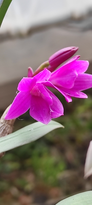 Dendrobium goldschmidtianum - comprar online