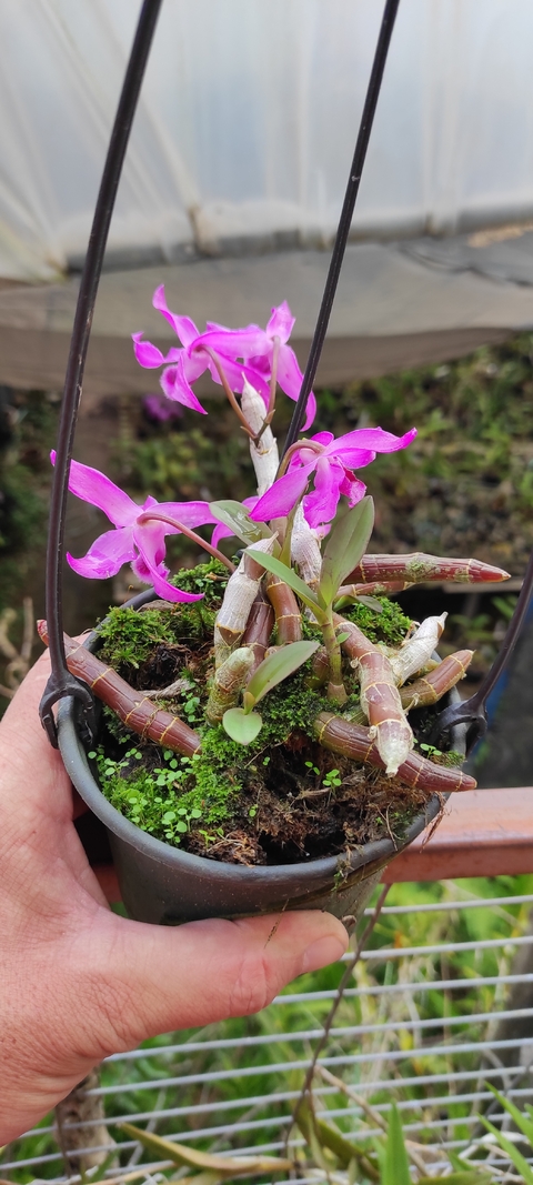 DENDROBIUM parishii - comprar online