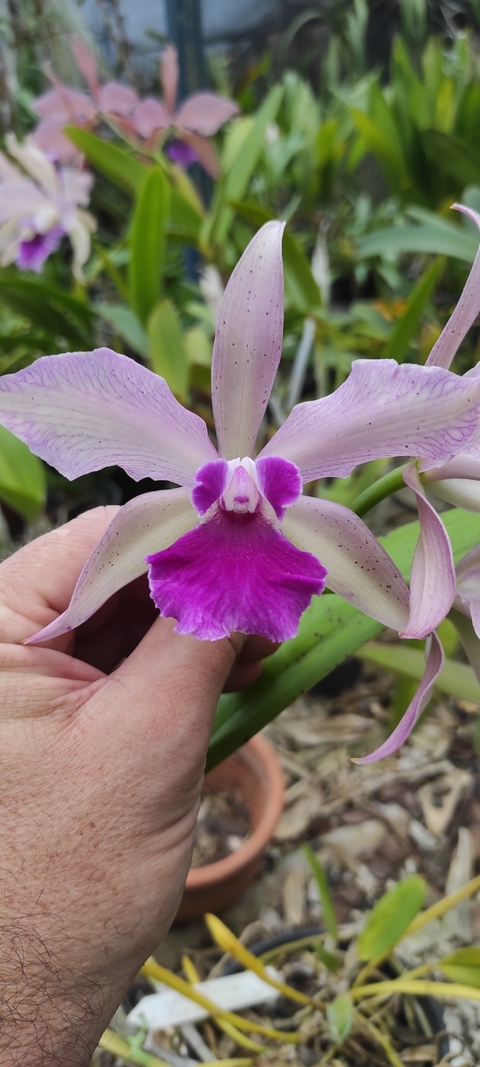 Cattleya venosa elvira colombo - comprar online