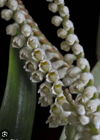 Eria stricta - comprar online
