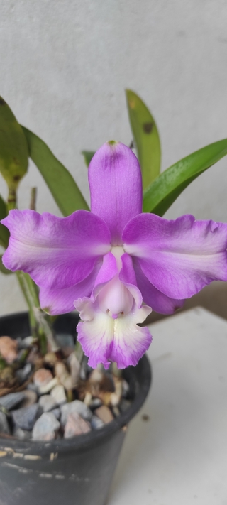 (C. loddigesii tipo trilabelo X C. Aloha case) "GZA057" Cat Vigour Pink - comprar online