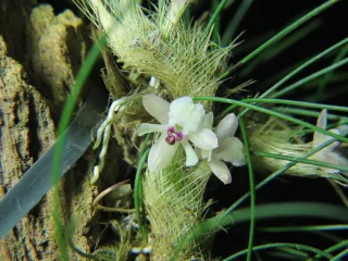 isabelia virginalis (na madeira) - comprar online