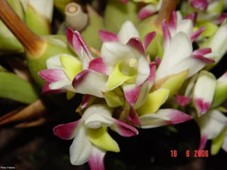 Bothriochilus bellus "Coelia bella" - comprar online